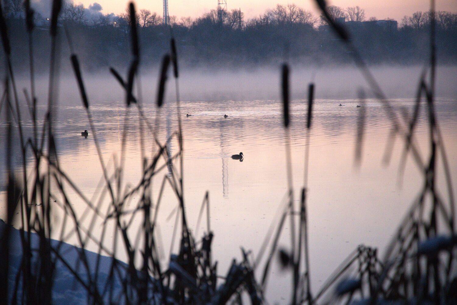, Елена Колосова