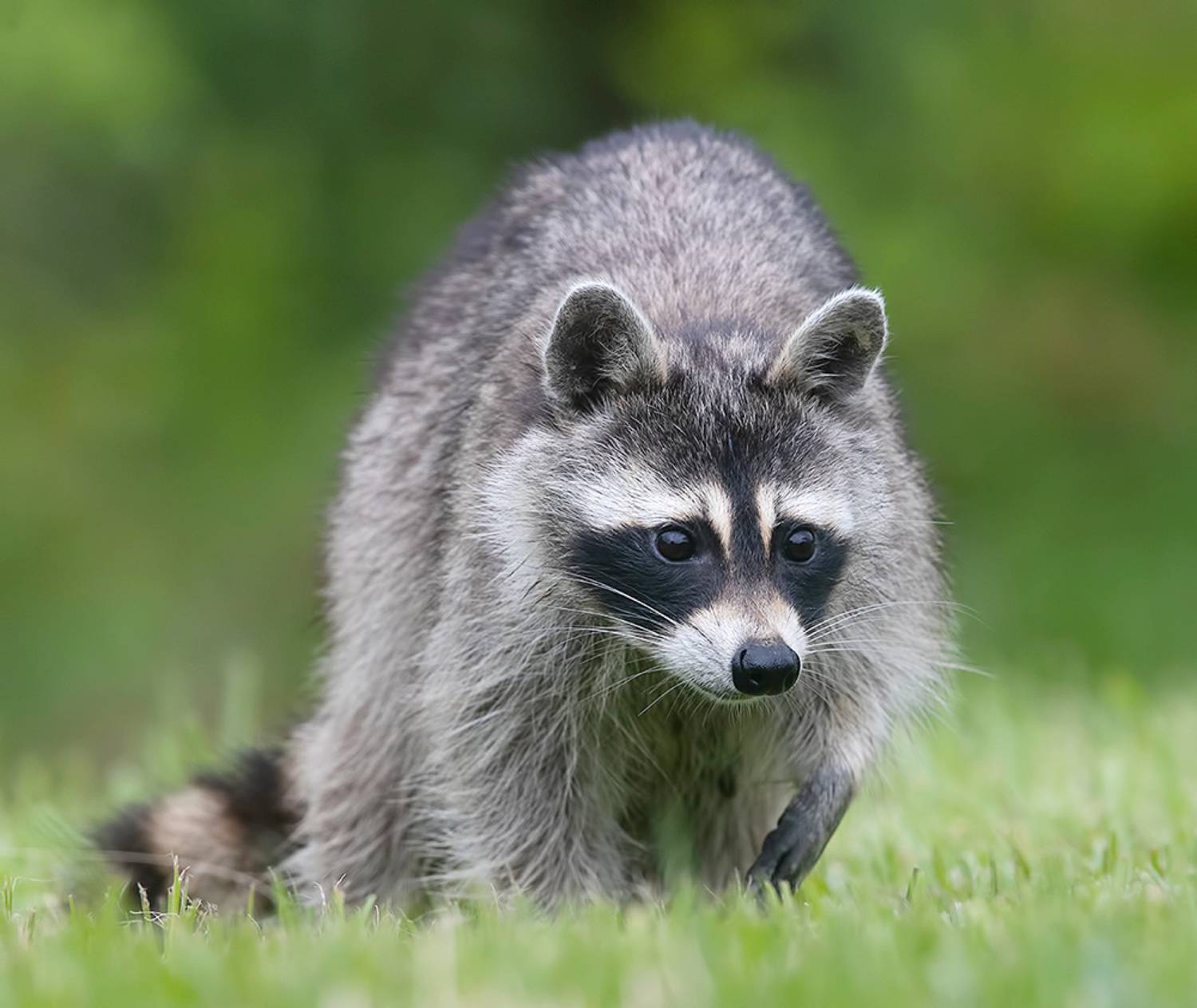 енот обыкновенный, енот-полоскун, raccoon, енот, дикие животные, животные, animals, Etkind Elizabeth