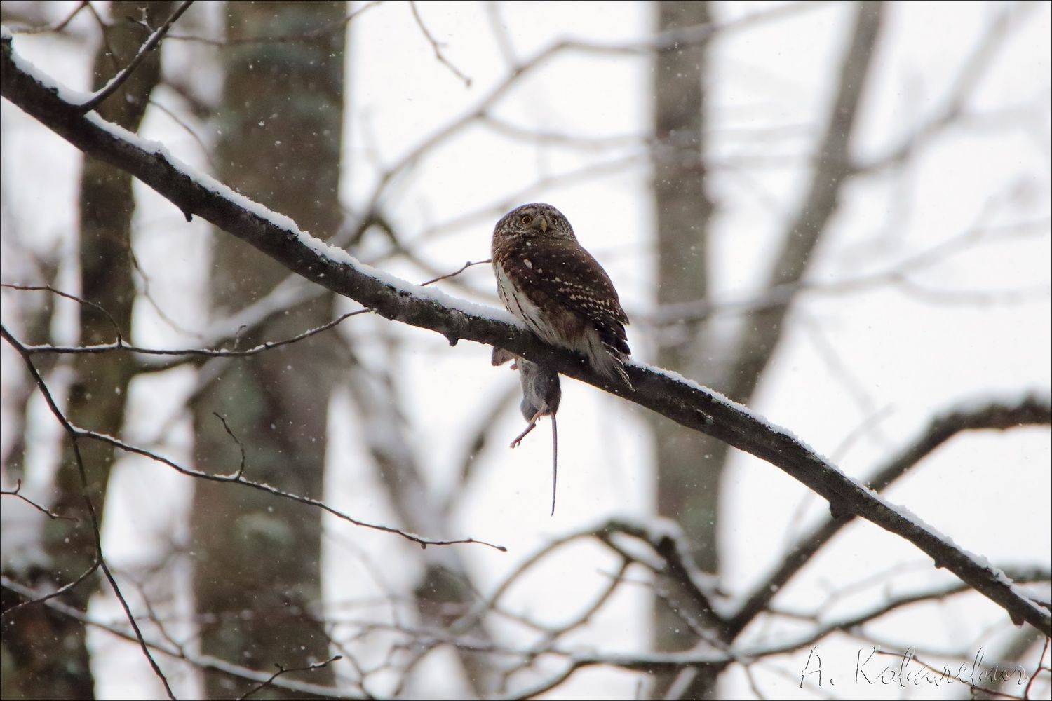 воробьиный сычик, Ковалевич А.