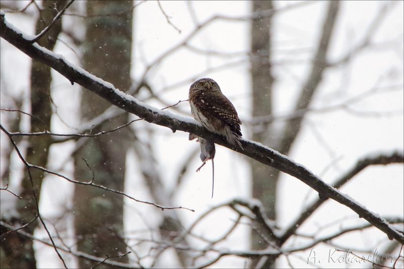 воробьиный сычик Охотник фото превью