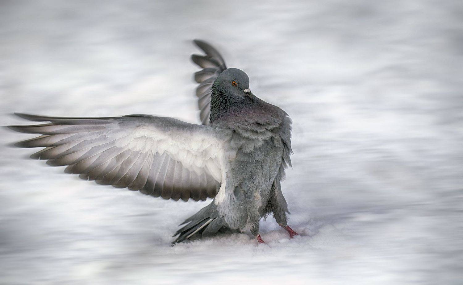 Могучий голубь, Сергей Аникин