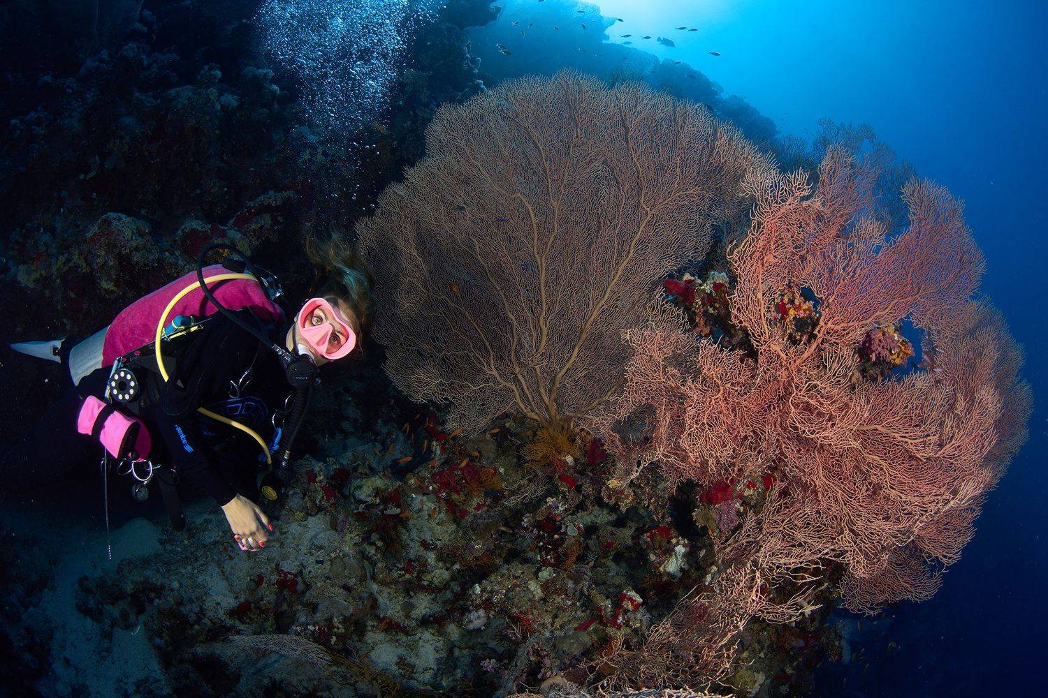 Кораллы, коралловый риф, море, дайвинг, подводная фотосъемка, дайвер, горгонария, тропические рыбки., PAVEL PEREPECHAEV