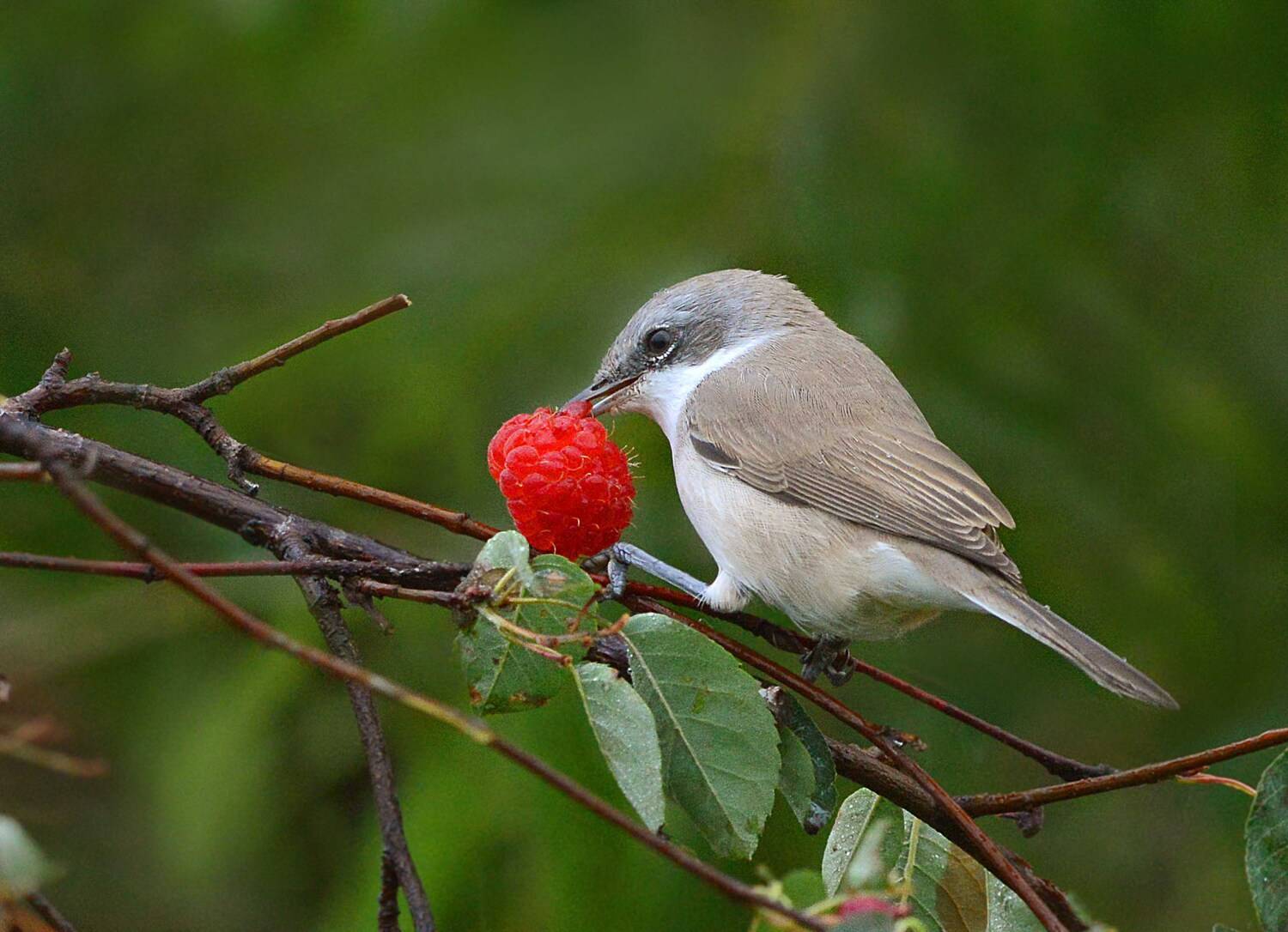 , Белоусов Михаил