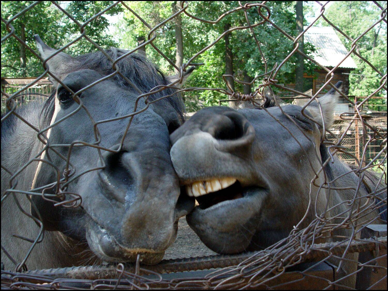 , Меднов Влад