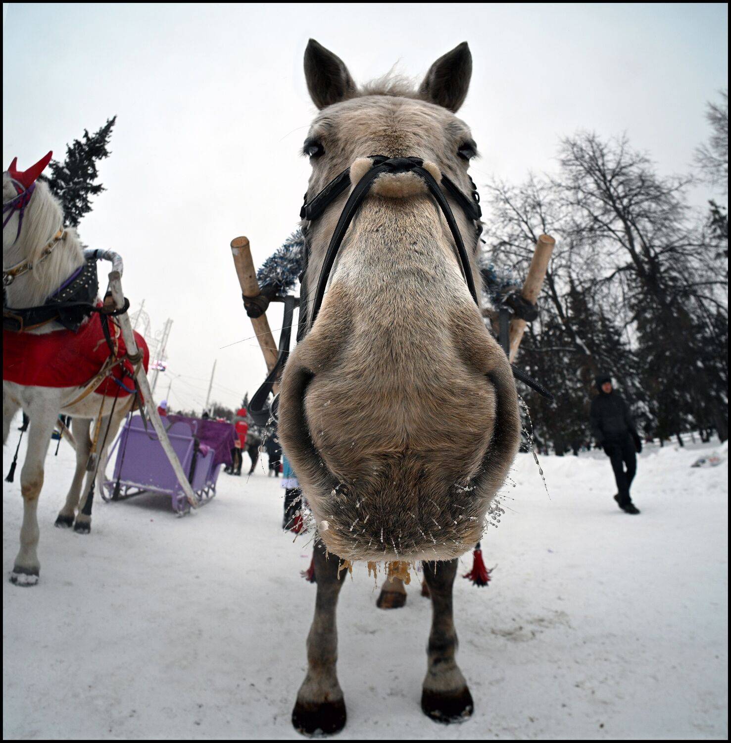 , Меднов Влад
