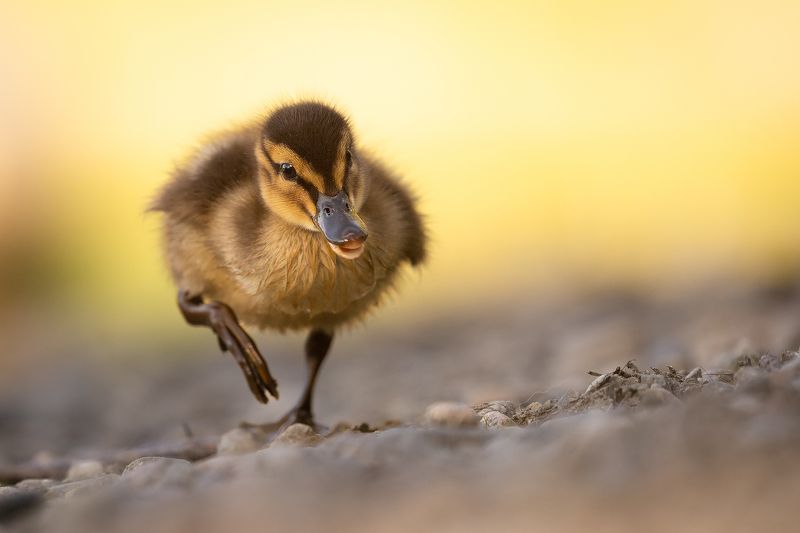 Duckling фото превью