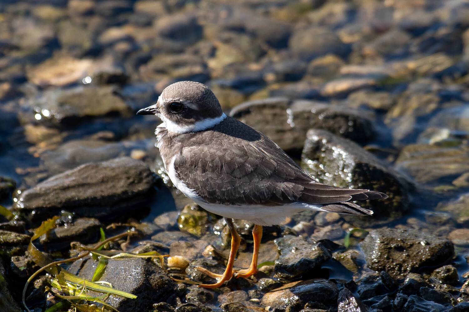 Charadrius hiaticula, bird, birds, wildlife, volgograd, russia, , Сторчилов Павел