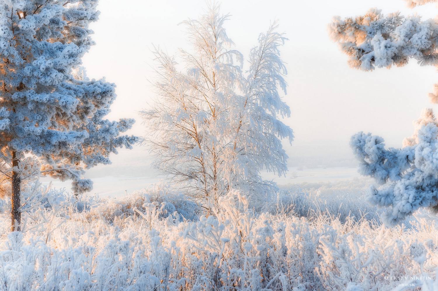 , Никитин Алексей