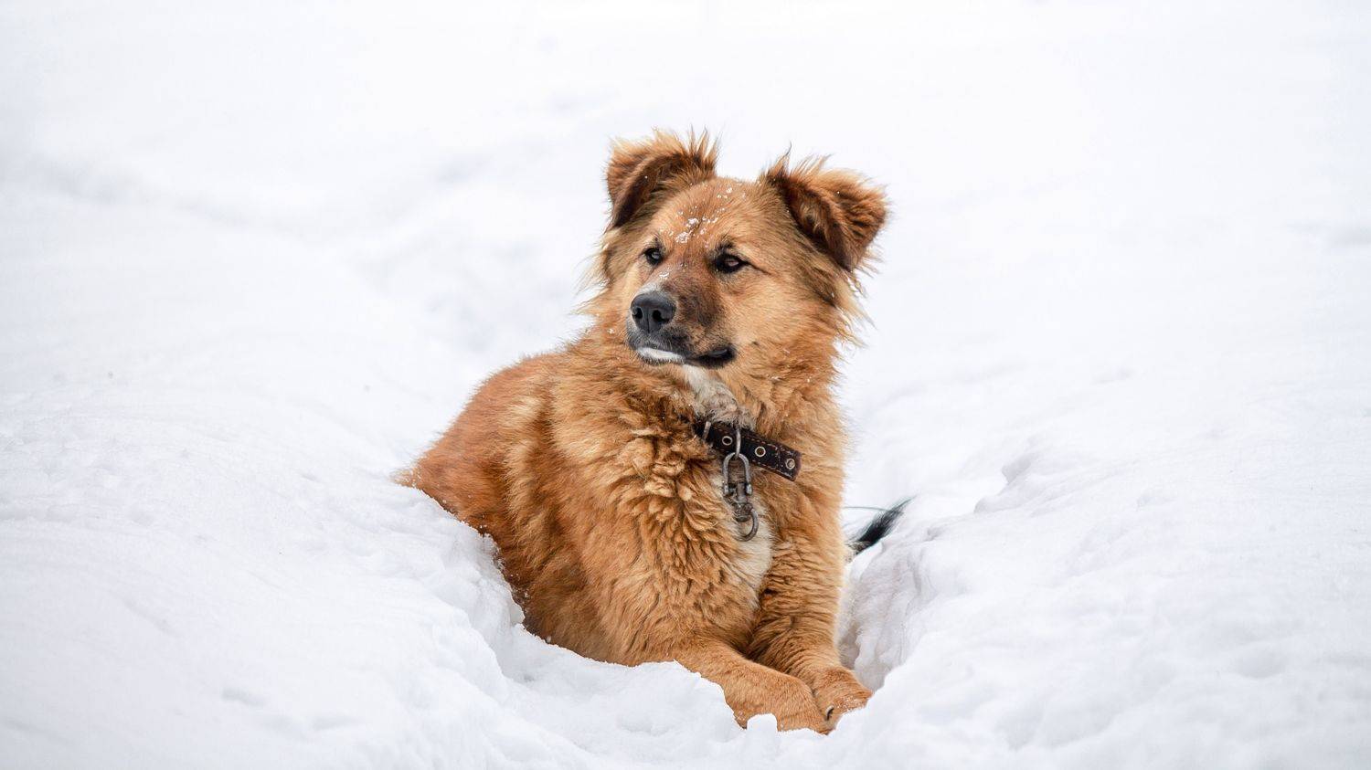 , Елисеев Александр