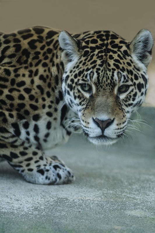 Jaguar фото превью