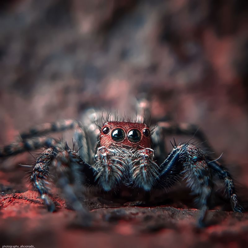 Macro A little spider close up view. Mobile photography  фото превью