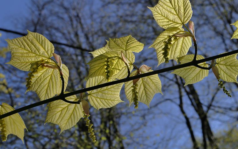 Acer tegmentosum фото превью