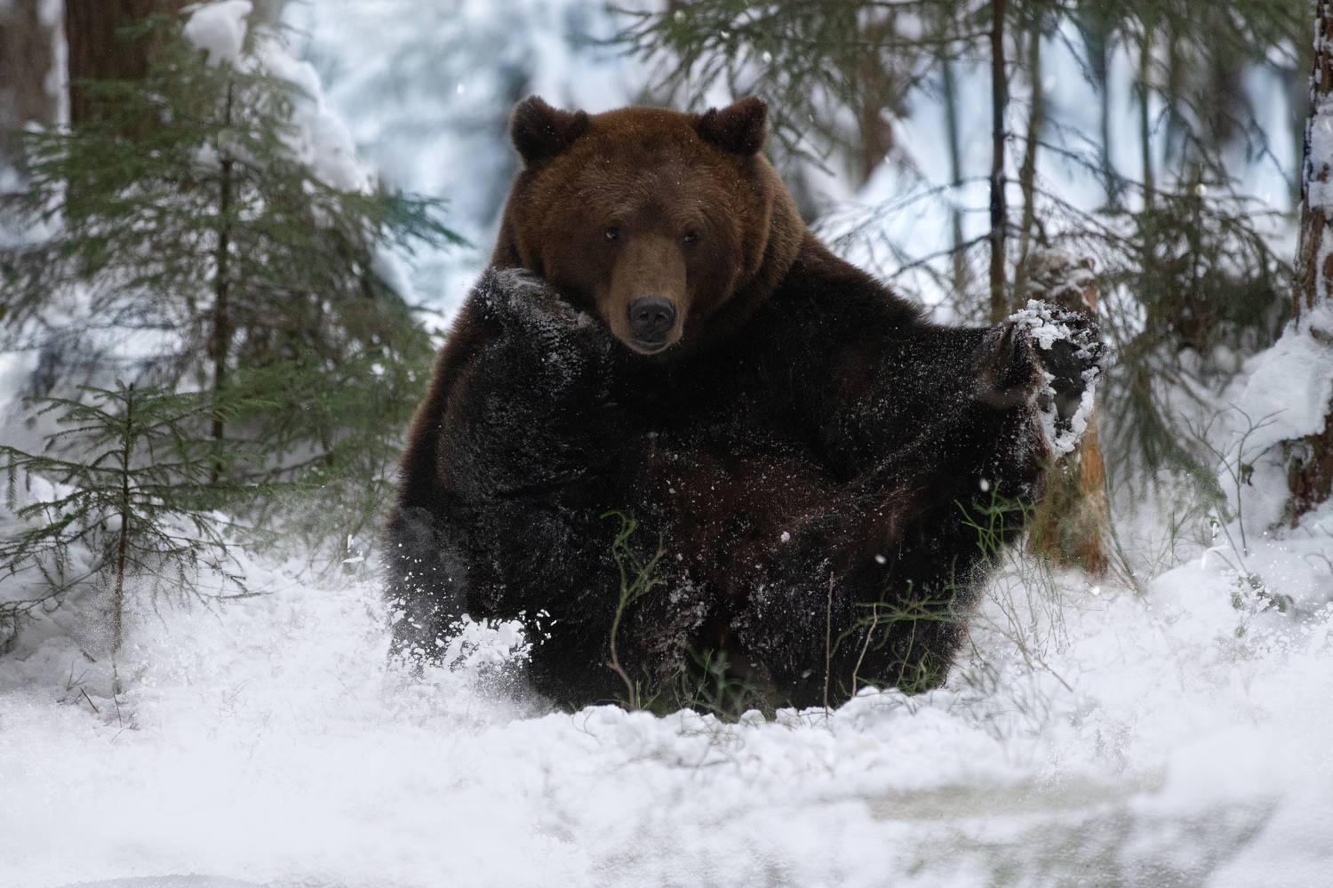 , Светлана Писарева