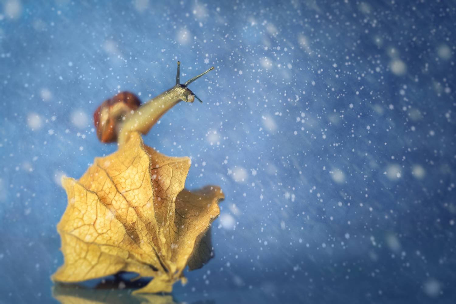 макро, снег, улитка, макрофотография, макромир, волшебное макро, macro, snow, snail, macro photography, macro world, magical macro, Хилько Марина