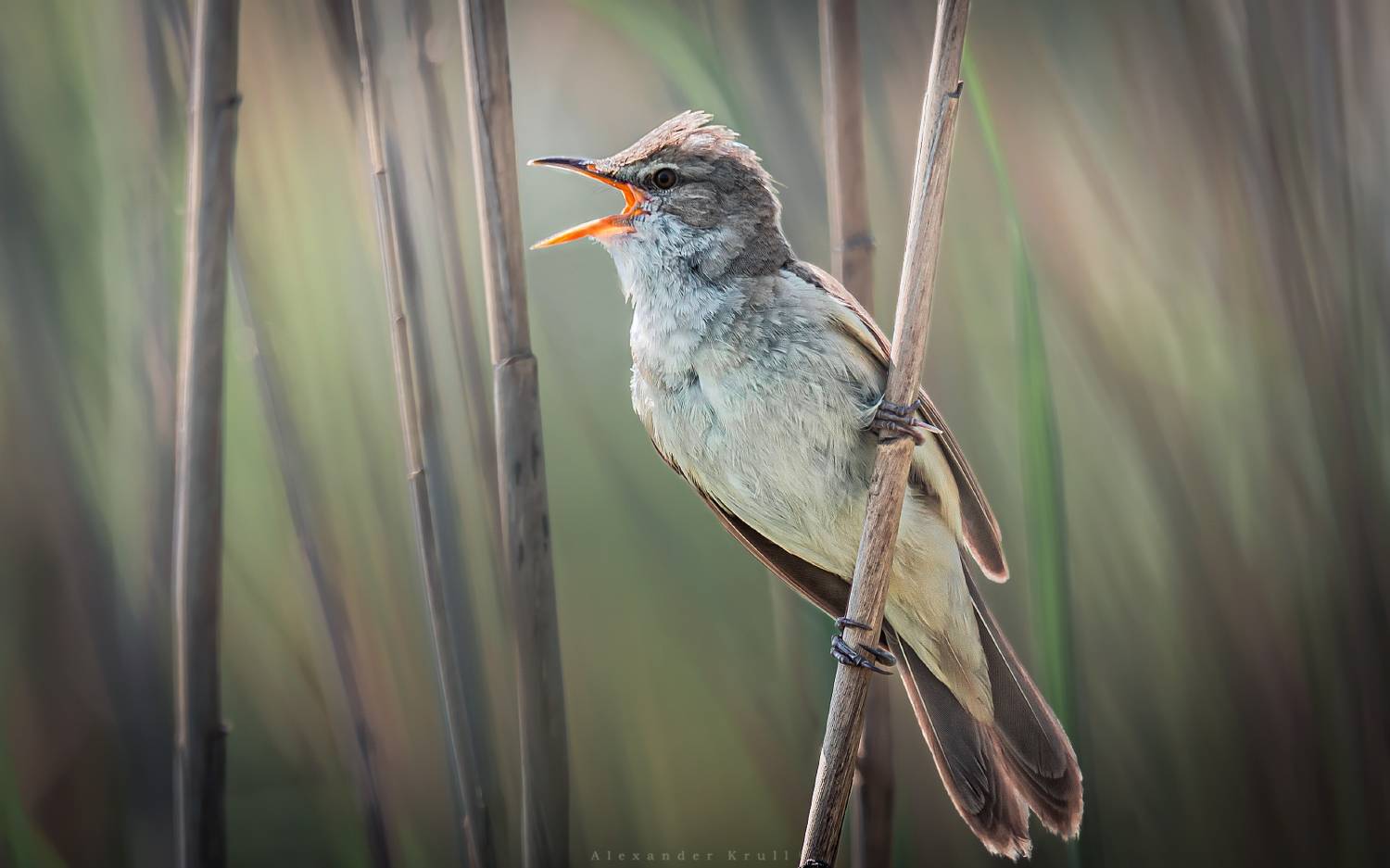 дроздовидная камышовка,, Круль Александр