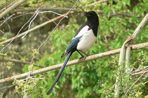 Сорока-белобока.