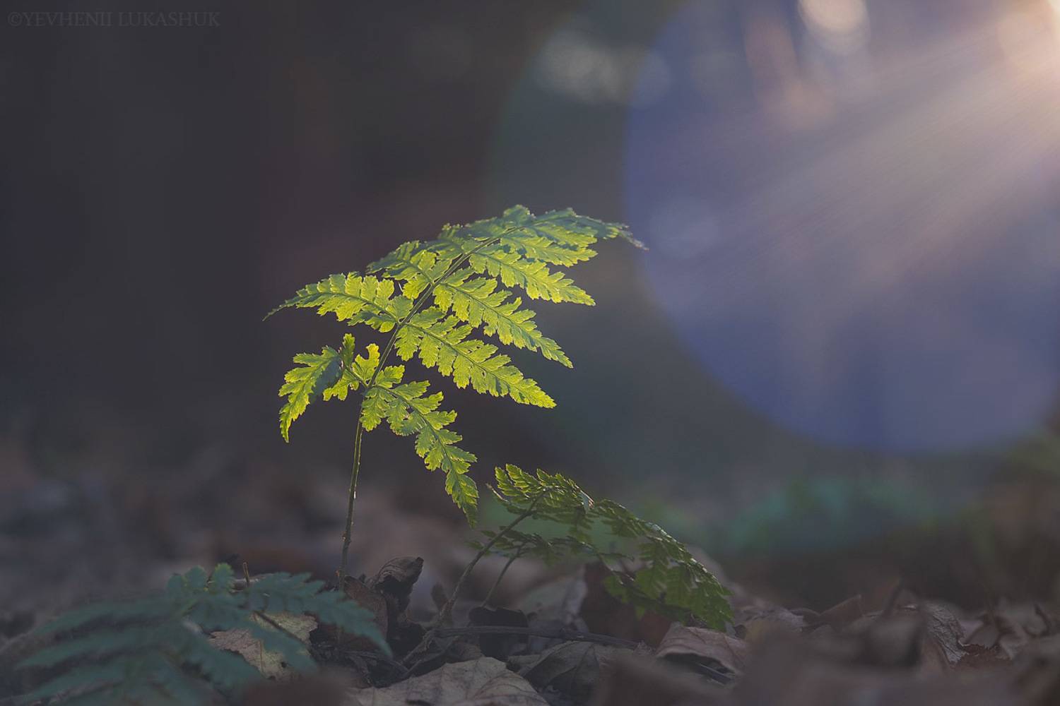 , Лукашук Евгений