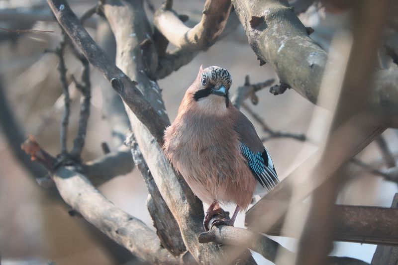 животные, природа, птицы, бердвотчинг, animals, birdwatching, birds День любопытной карезы фото превью