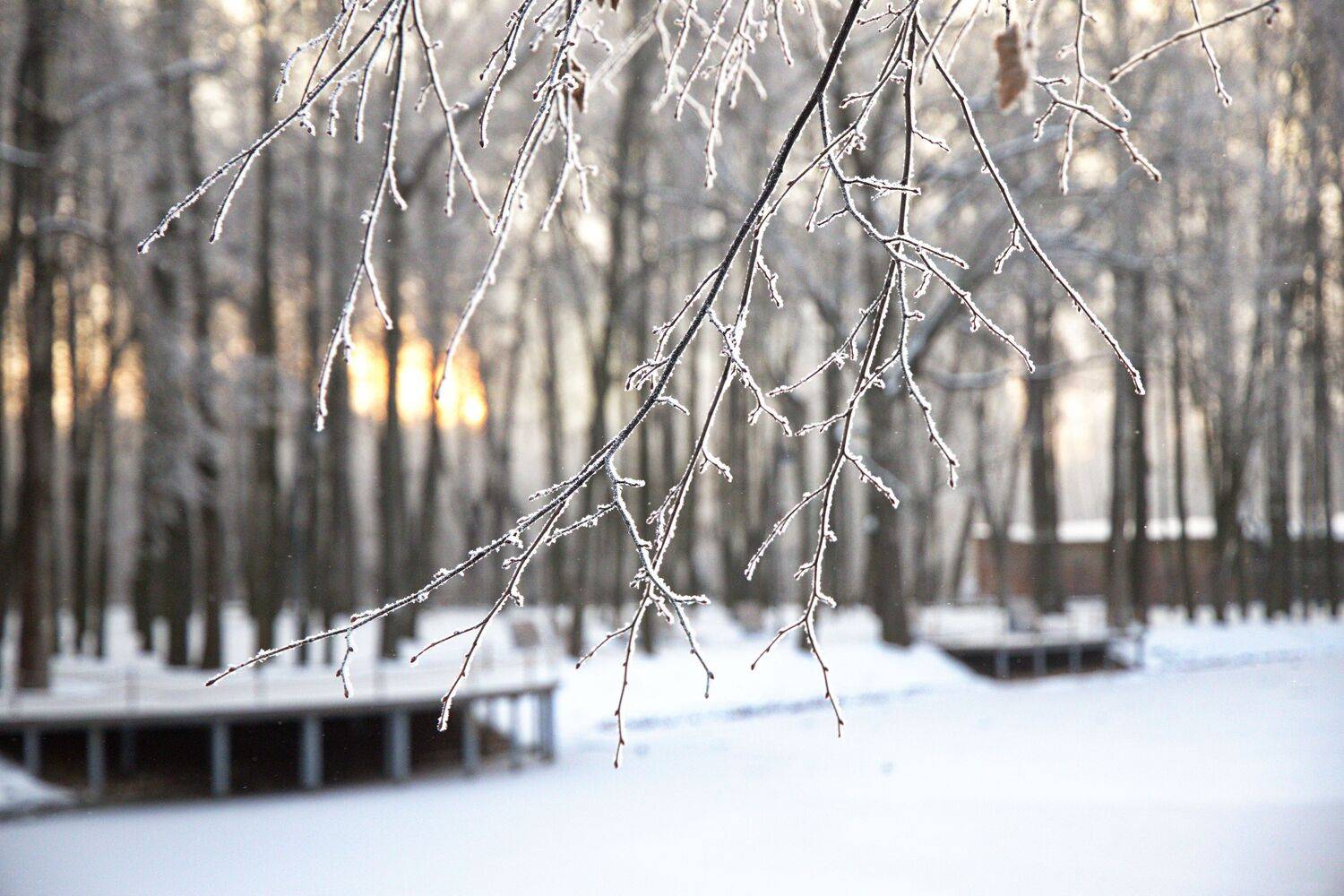 , Елена Колосова