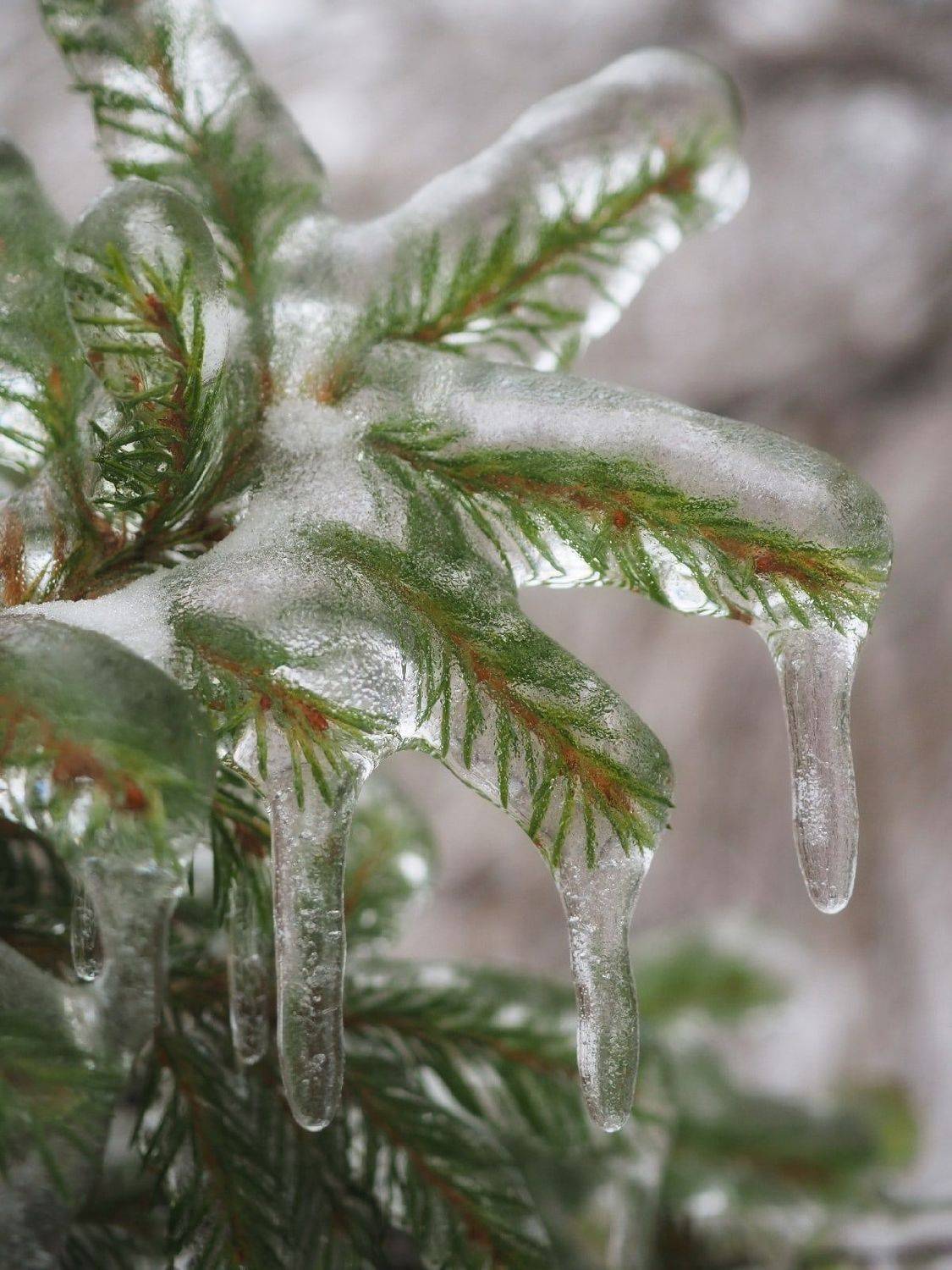 , Сергей Калёв