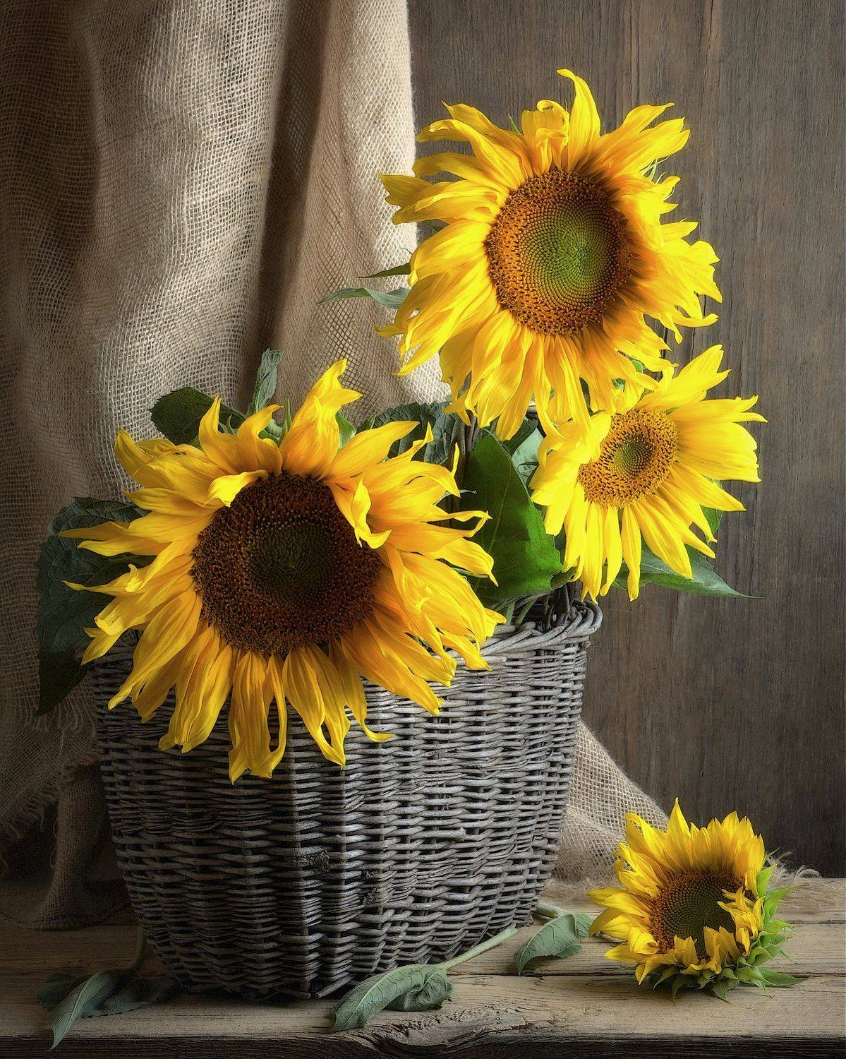 сергей алексеев, натюрморт, Сергей Алексеев