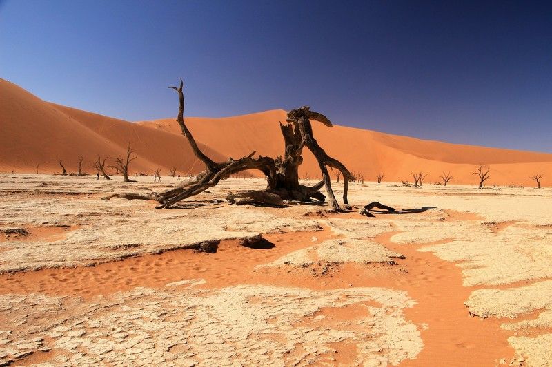 намибия, пустыня, namibia, deadvlei, sossuflei, namib, sand, red, пейзаж, путешествие, флора, песок, красный Очарование пустыни фото превью