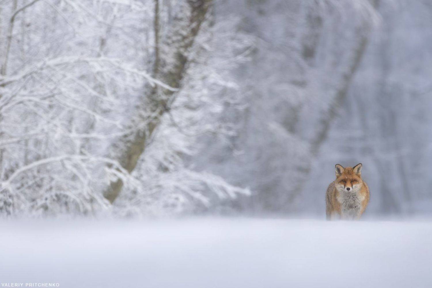 , Валерий Притченко