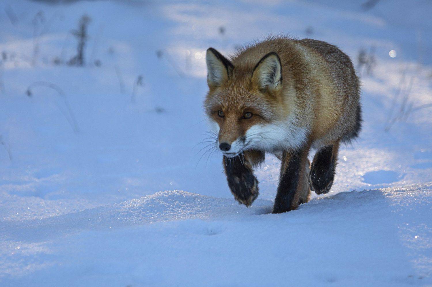 , Татьяна Борисова