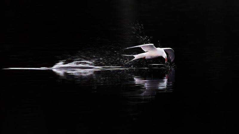 Крачка. фото превью