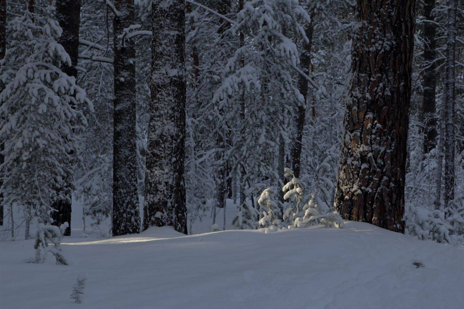 , Евгений Зинов