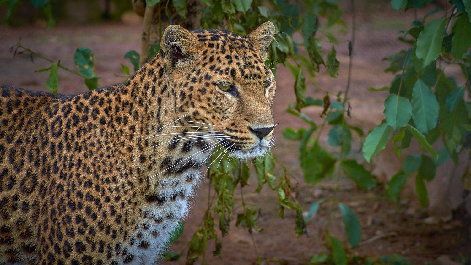 , Вячеслав Владимирович