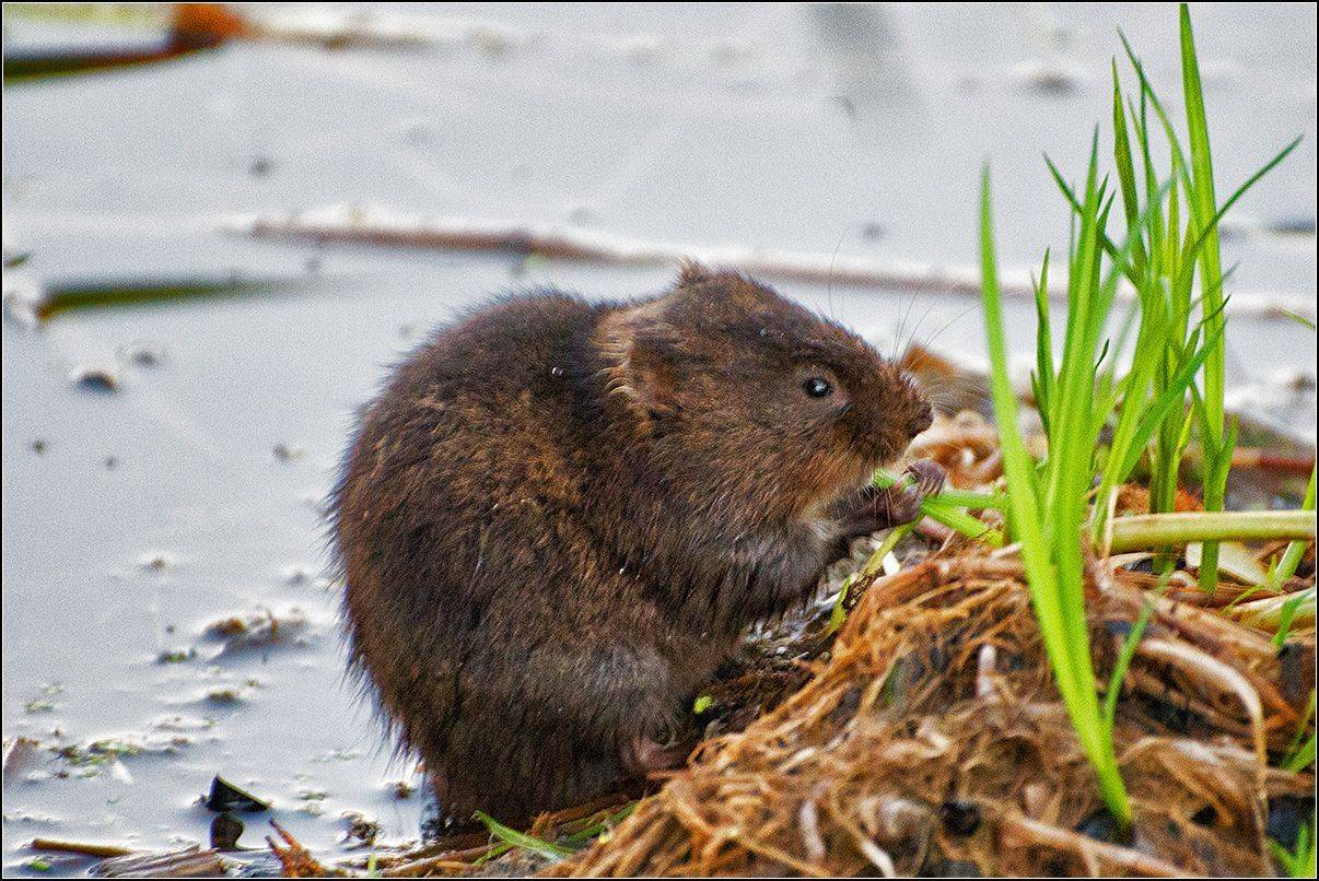 москва, осень, пруд, АНАТОЛИЙ ДОВЫДЕНКО