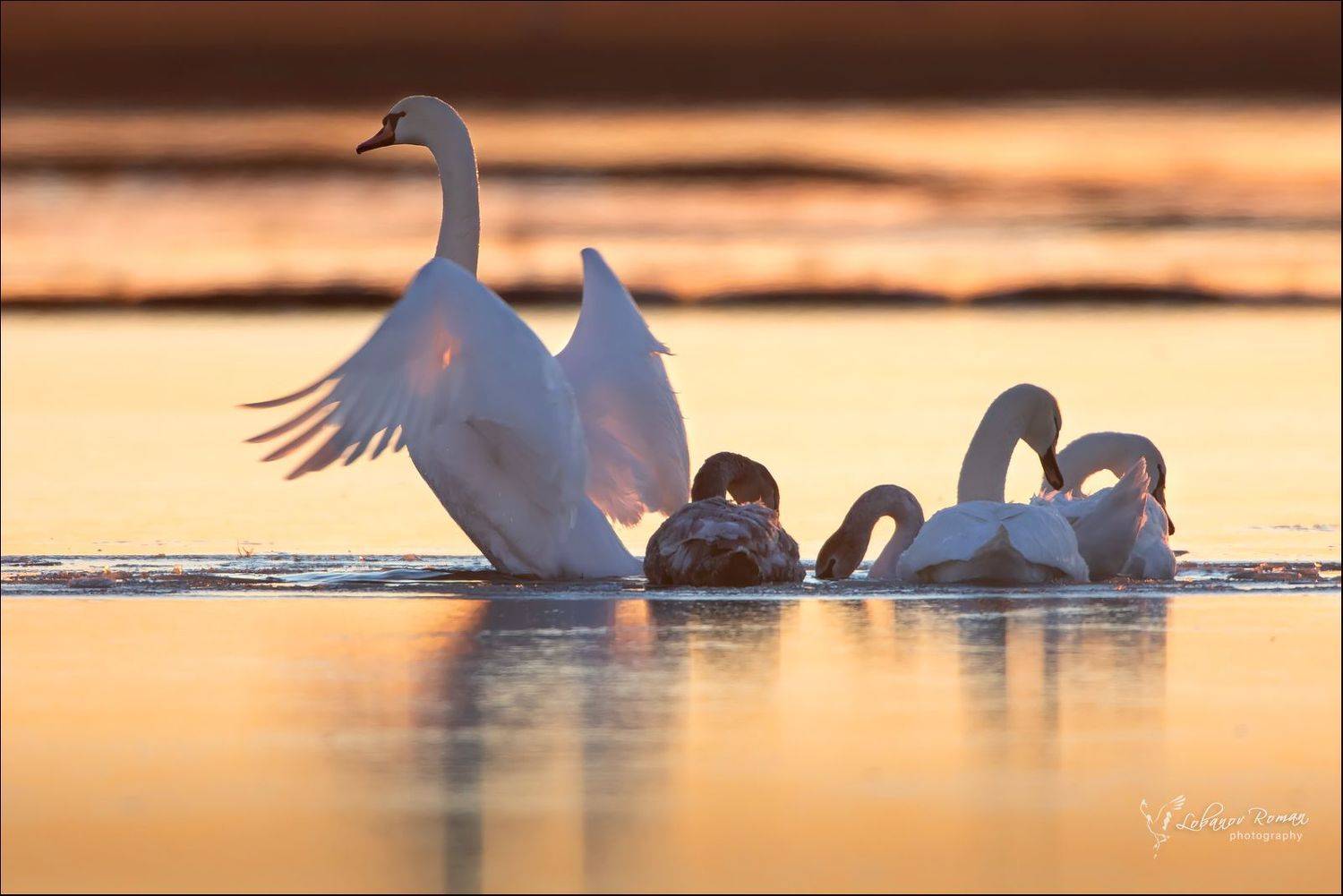 , Лобанов Роман