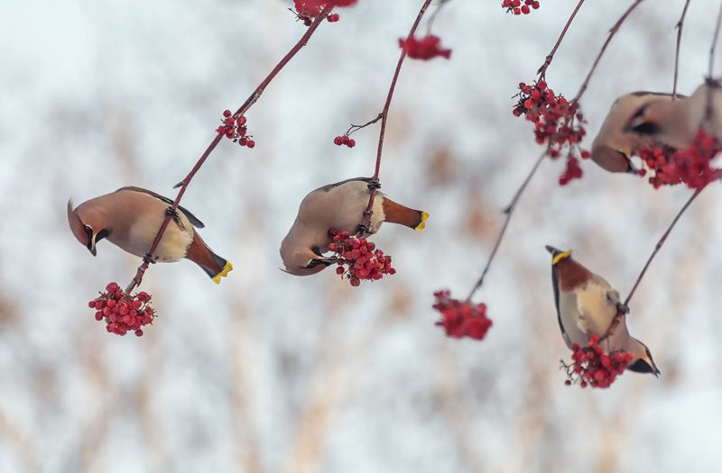 птицы, свиристель, рябина, на рябине.. фото превью