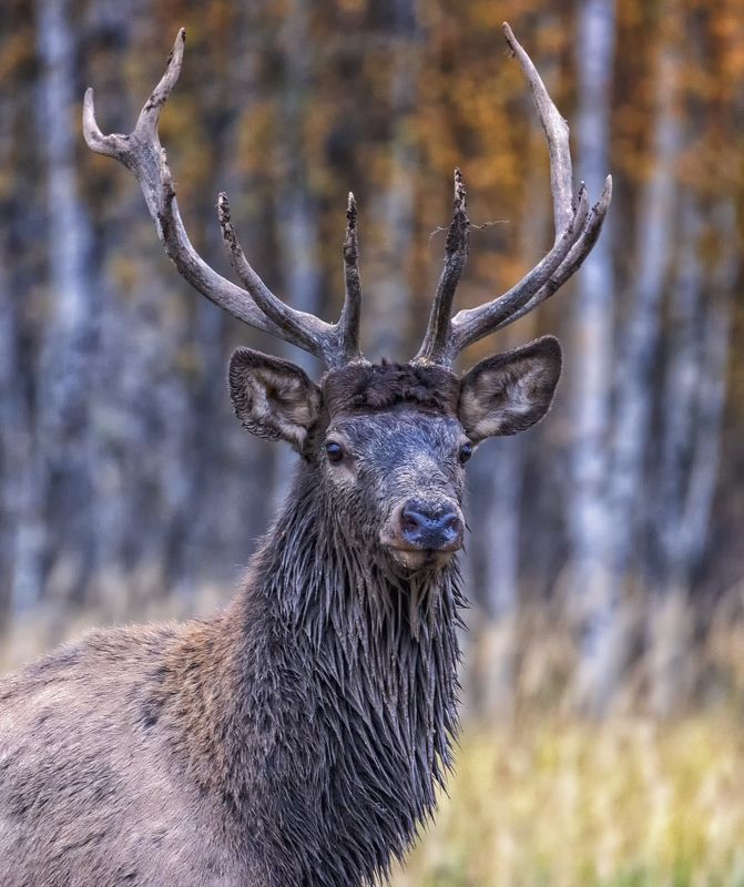 Портрет благородного оленя-марала. фото превью