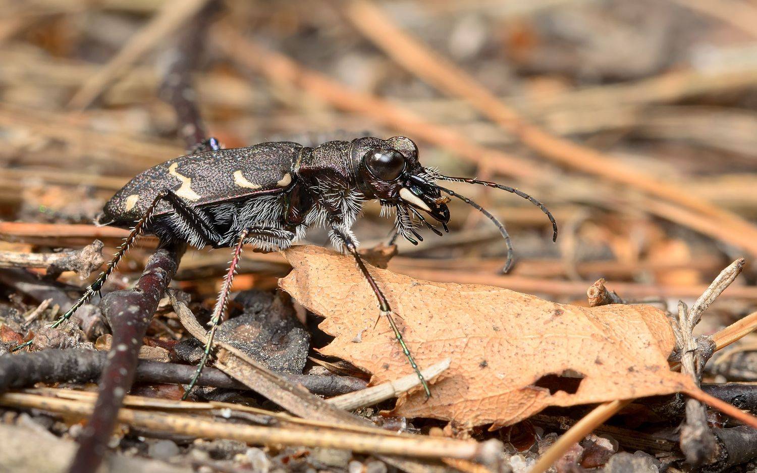скакун лесной, cicindela sylvatica, скакуны, cicindelinae, жужелицы, carabidae, жук, Павел Черенков