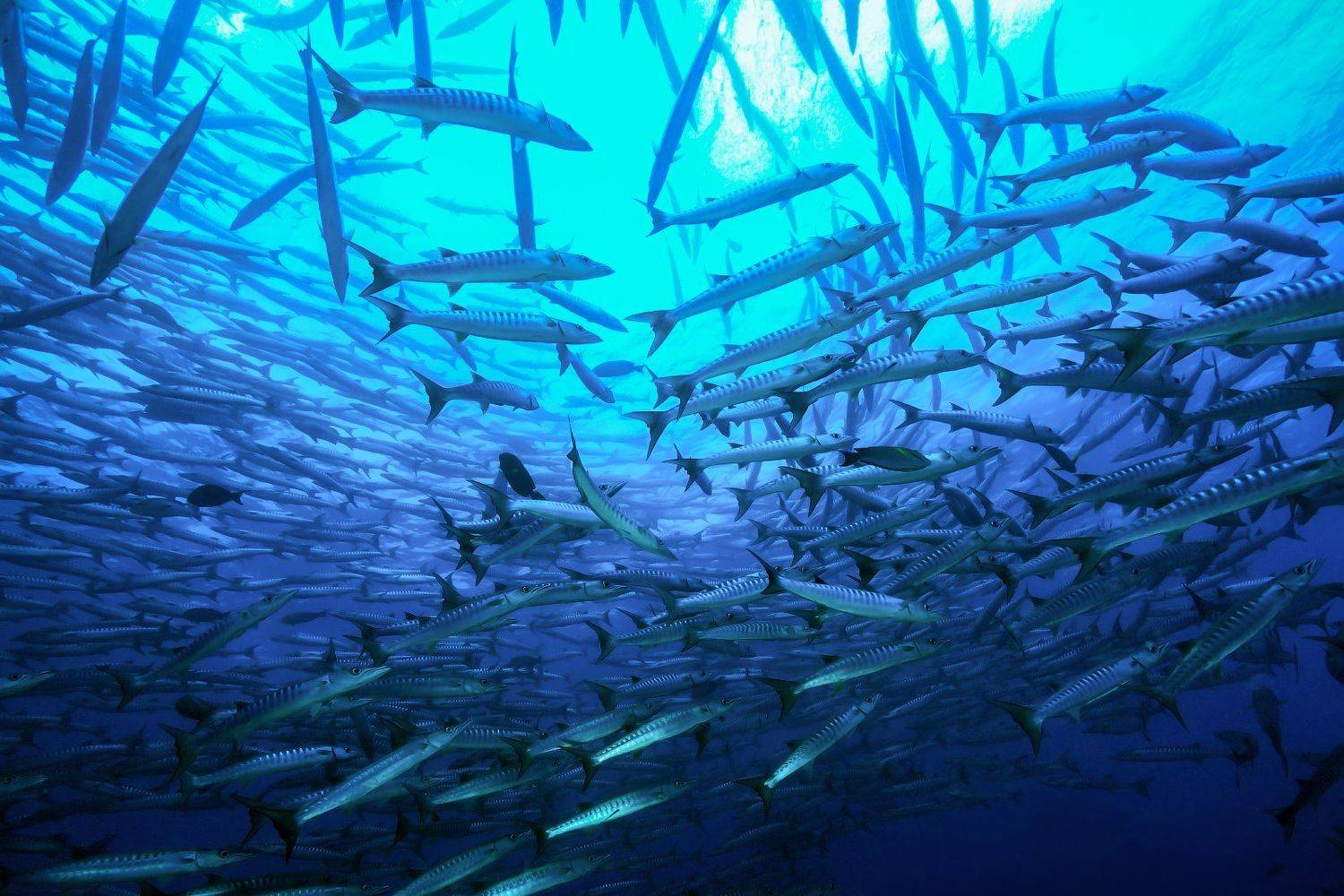 , Лисицын Сергей