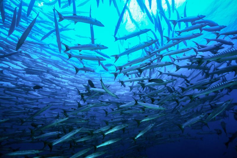 Стая барракуд в прибрежных водах острова Сипадан. фото превью