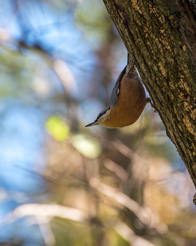 Вниз головой или про ямщика фото превью