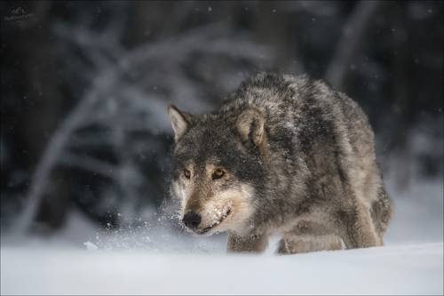 Красноборские сюжеты