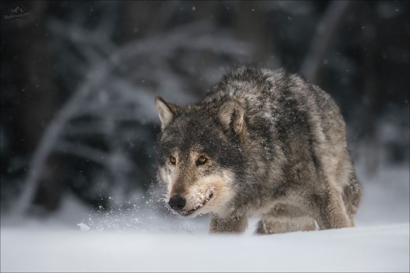 красный бор, фототур в красный бор, беларусь, волк, лось, лань, олень, выдра, wolf, elk, dama-dama, daniel, otter, deer, фотосъемка волков Красноборские сюжеты фото превью