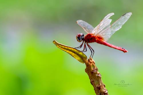 Dragonfly in the garden