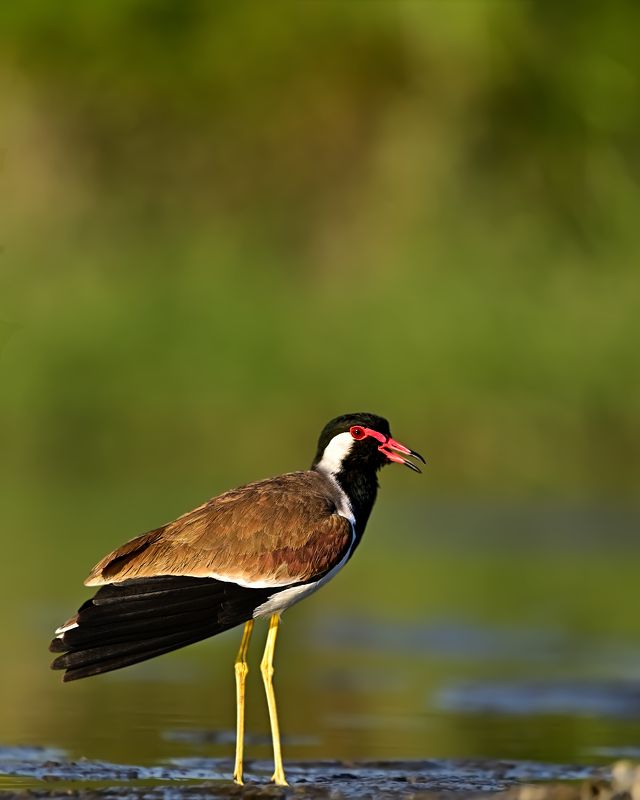 wildlife,animal,birds,bird,nature,Red-wattled lapwing Red-wattled lapwing фото превью