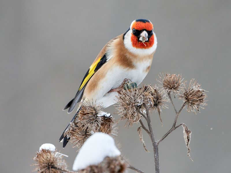 Щегол за обедом :) фото превью