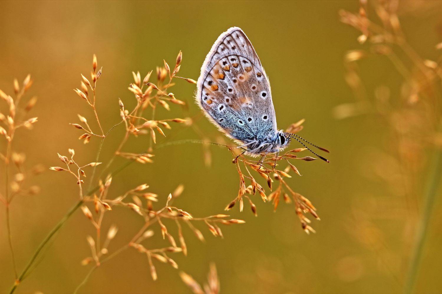 , Олег Резенов