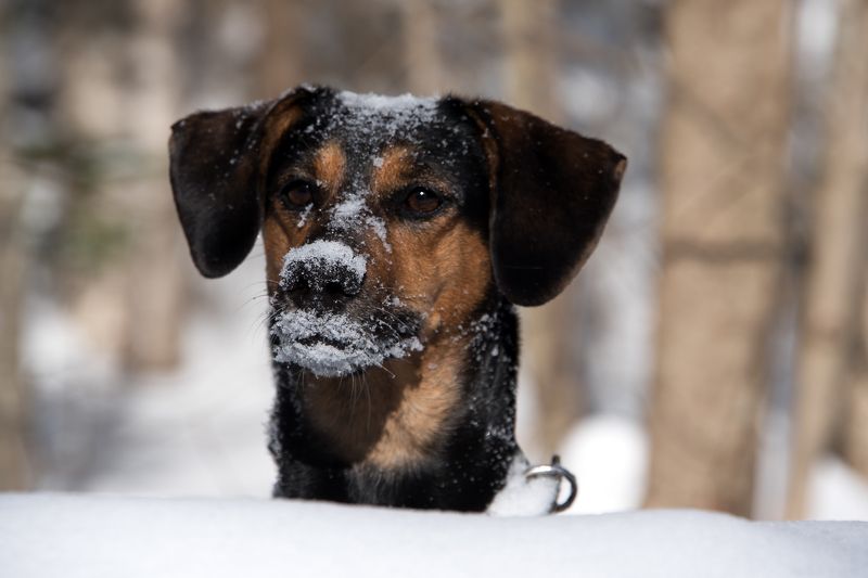 Прятки в снегу фото превью