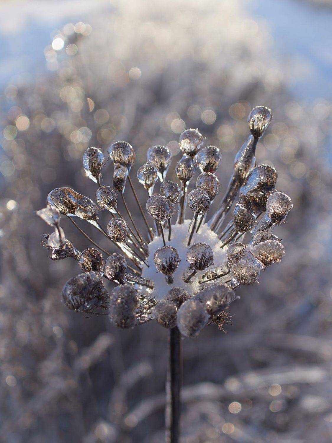 , Сергей Калёв