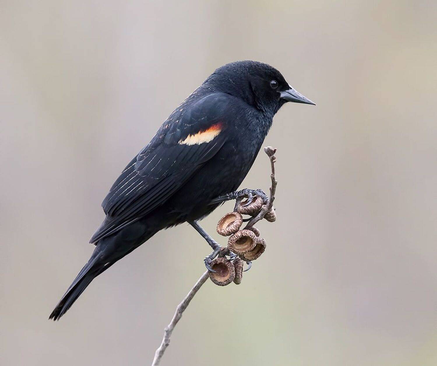 красноплечий чёрный трупиал, red-winged blackbird, трупиал, blackbird,зима, Etkind Elizabeth