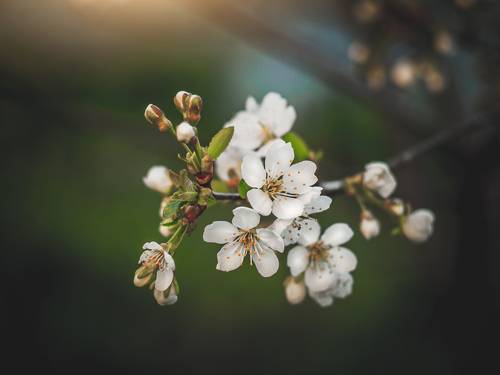 Cherry