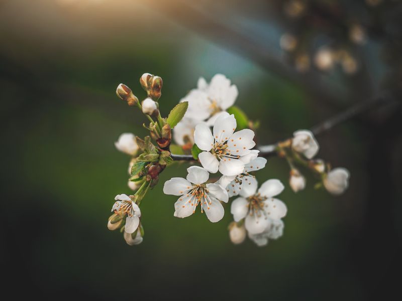 вишня,сад Cherry фото превью